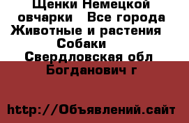 Щенки Немецкой овчарки - Все города Животные и растения » Собаки   . Свердловская обл.,Богданович г.